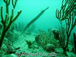 Trumpet fish on the inside reef at Lauderdale by the Sea by Michael Kovach 